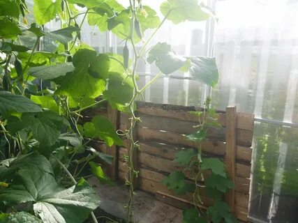 Плетей огурцы в теплице