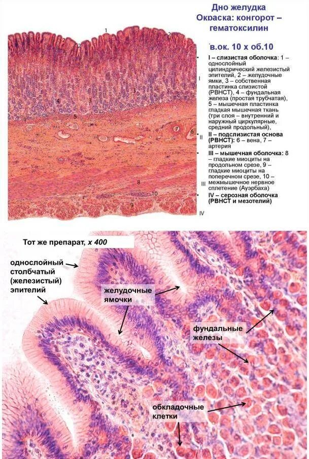 Пилорические железы желудка гистология. Строение слизистой оболочки желудка гистология. Эпителий желудка гистология. Слизистая оболочка желудка гистология. Ткани тонкой кишки