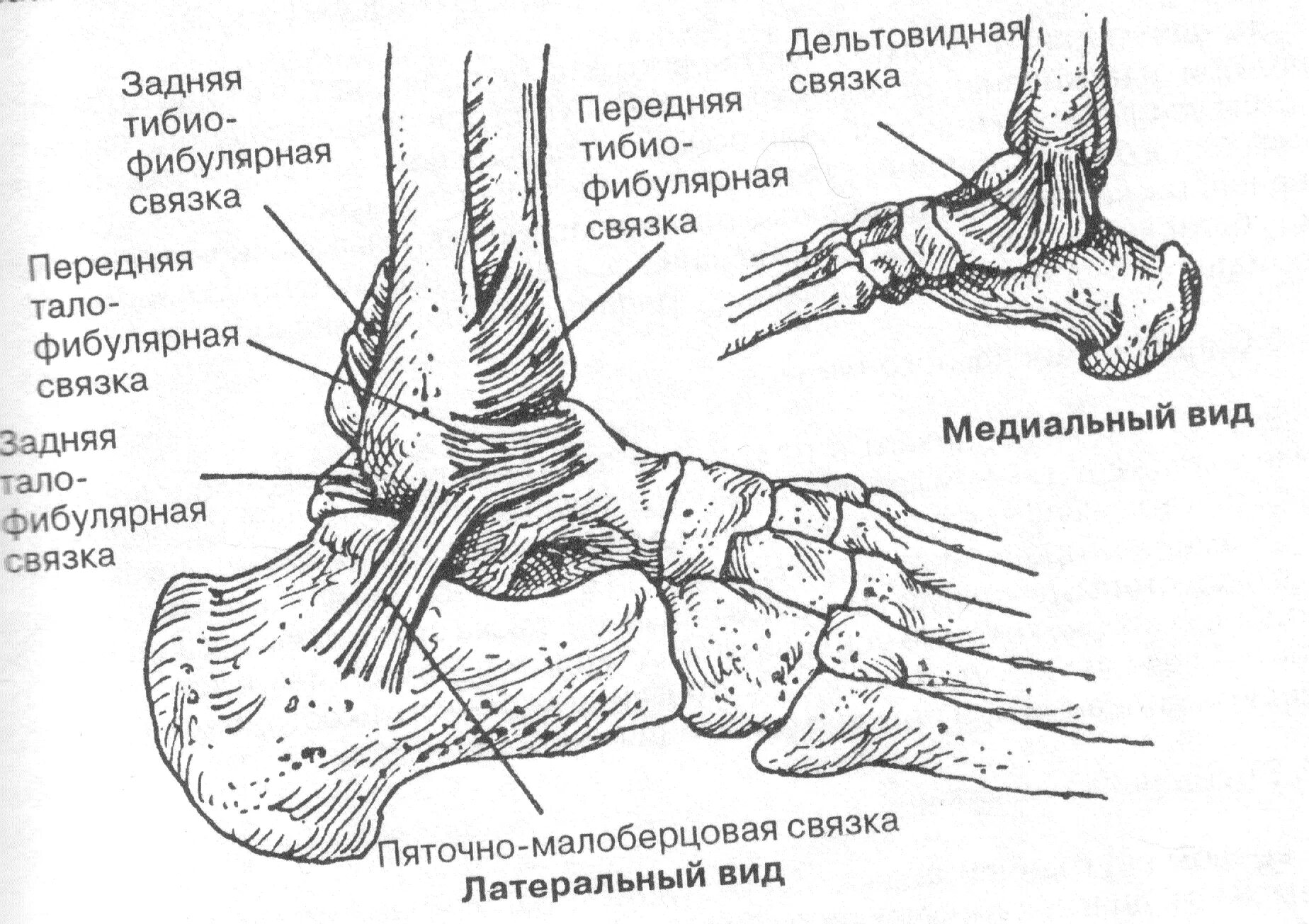 Голеностопный сустав