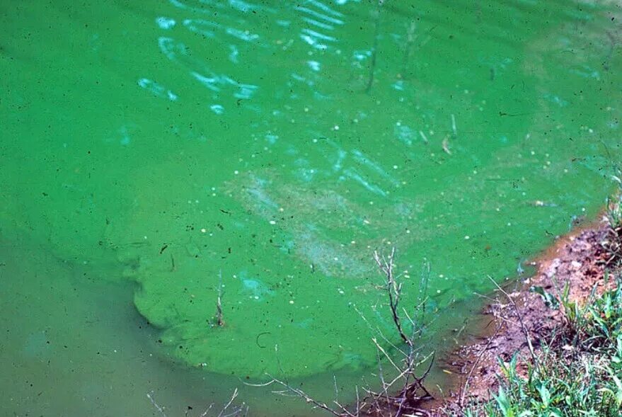 Цианобактерии сине-зеленые водоросли. Цианобактерии в море. Синезеленые водоросли ядовитые. Цветение воды цианобактерии.