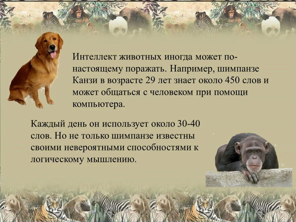 У животных есть интеллект. Интеллект животных. умственные способности животных. интеллект животных примеры. интеллектуальные способности животных.