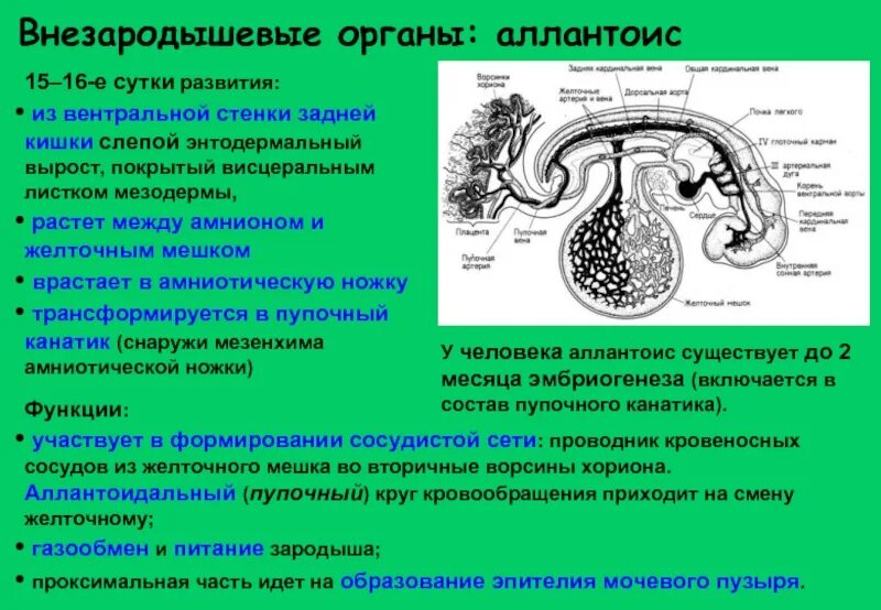 Почему у человека образуется в. Источники развития внезародышевых органов. Внезародышевые оболочки эмбриона. Амнион желточный мешок аллантоис хорион и плацента. Функции хориона амниона.