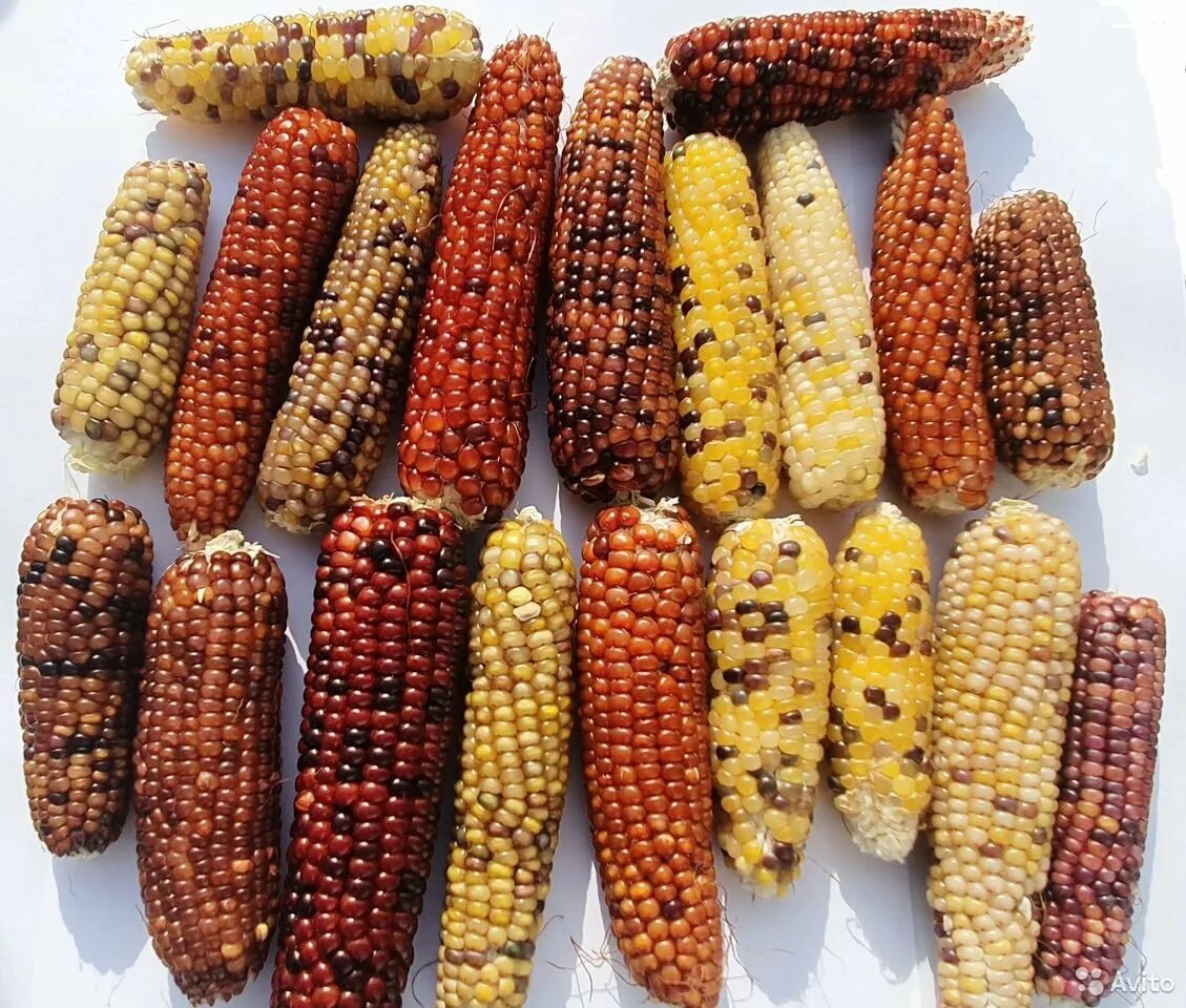 Большая кукурузина. Сорта кукурузы для попкорна. Семена кукуруза попкорн. Кукуруза для попкорна початок. Коричневая кукуруза для попкорна.