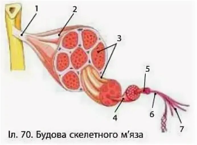Наиболее развитой мышечной стенкой обладает
