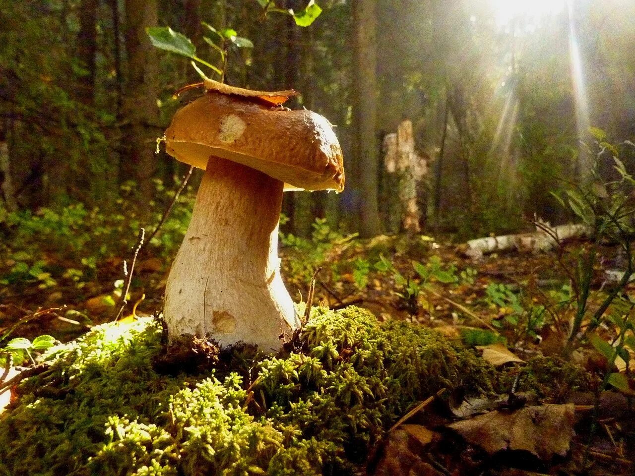 Грибы в лесу. Красивые грибы в лесу. Грибочки в лесу. Красивый грибной лес.