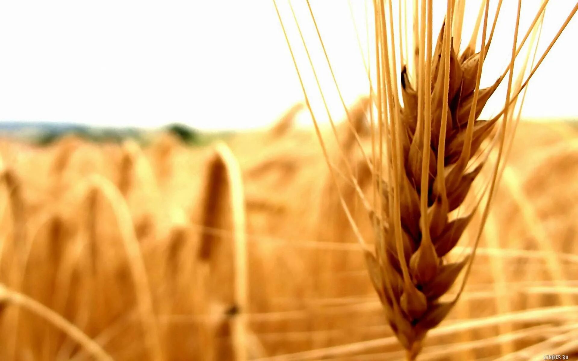 Колосья пшеницы. Зерновые культуры. Сельское хозяйство пшеница. Пшеница фон.
