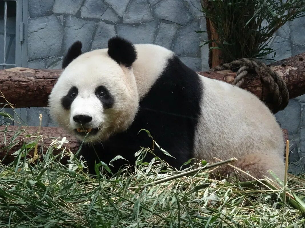 как дела у панды в московском