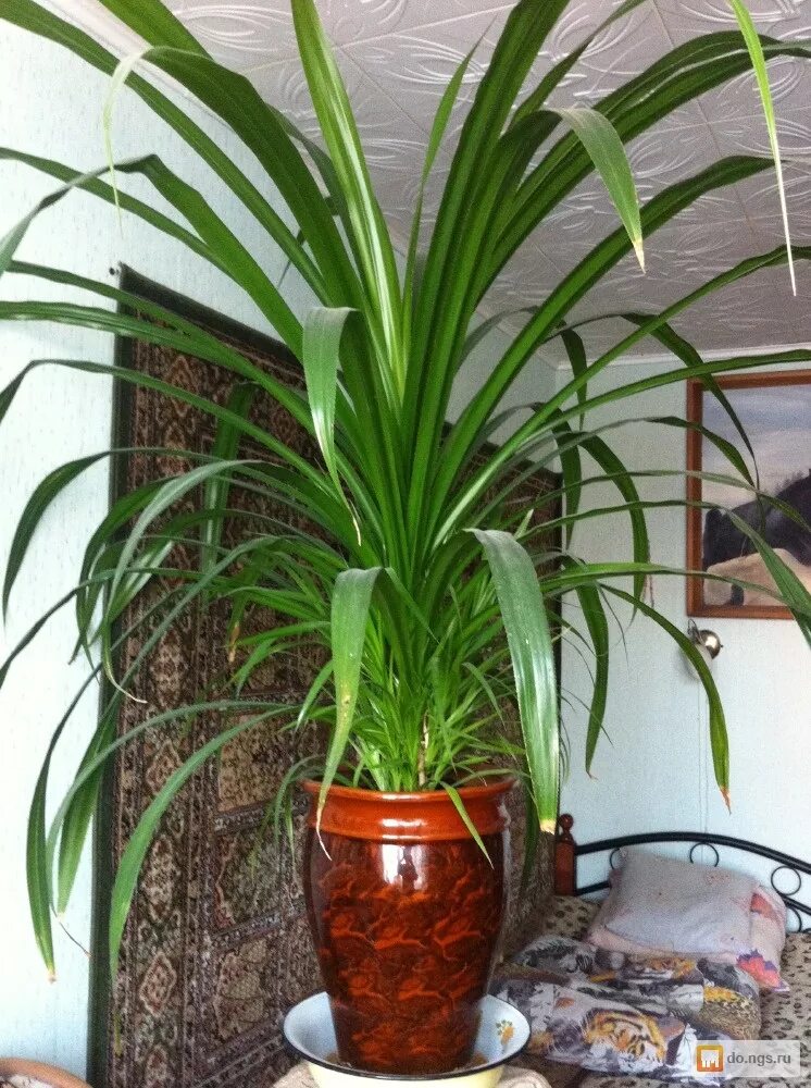 Комнатное растение панданус. Пальма панданус. цветок пальма панданус. панданус вейча. пальма винтовая панданус вейча.