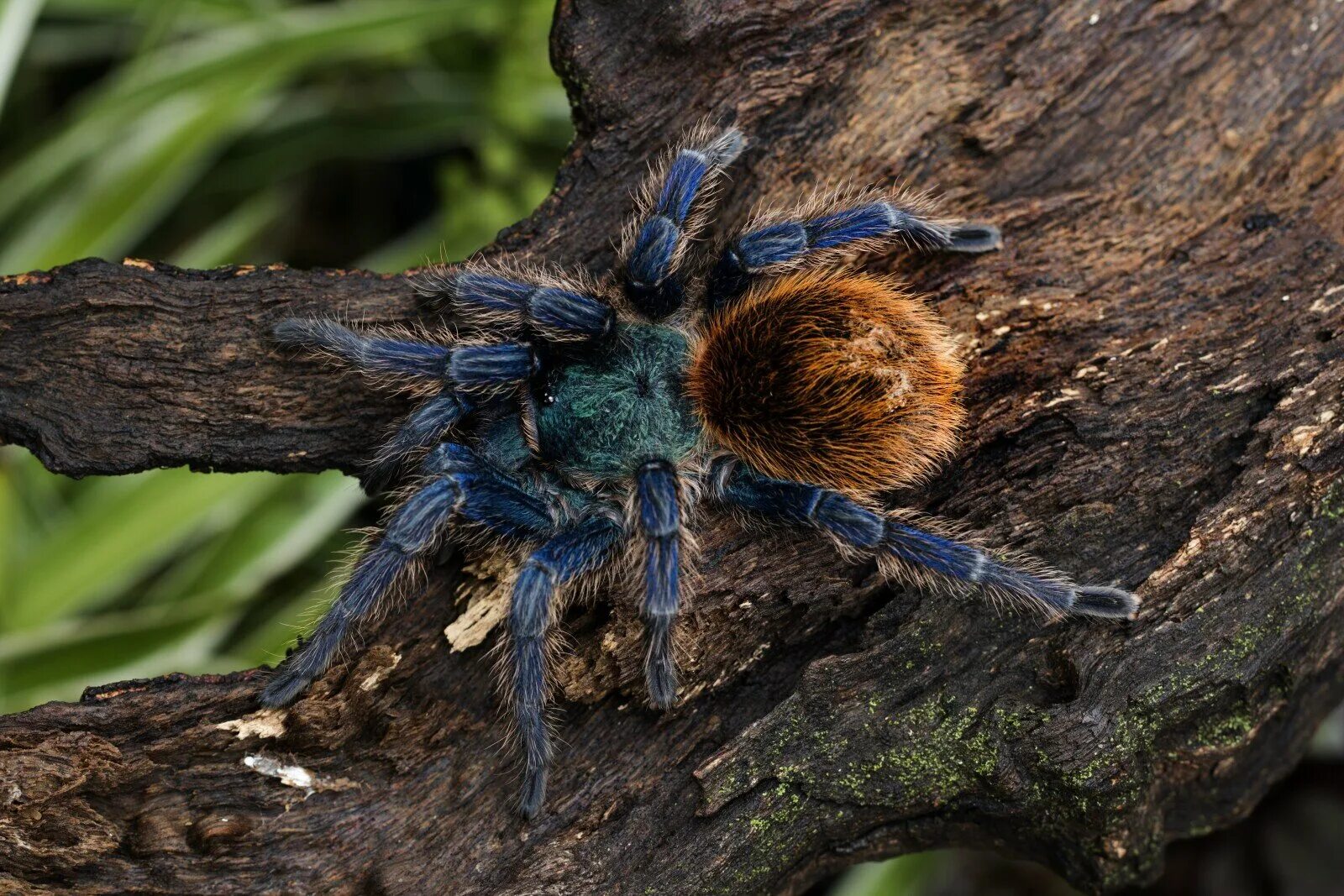 Паук-птицеед Chromatopelma cyaneopubescens. Паук Chromatopelma cyaneopubescens. Тарантул птицеед. Древесный птицеед. Пауки птицееды ядовитый или нет