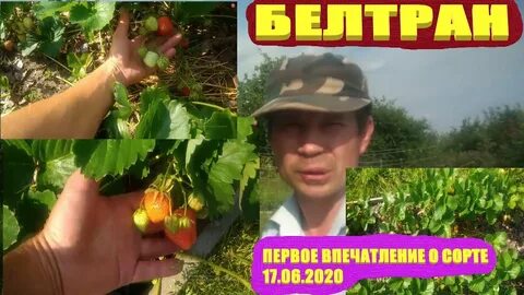 Клубника белтран отзывы