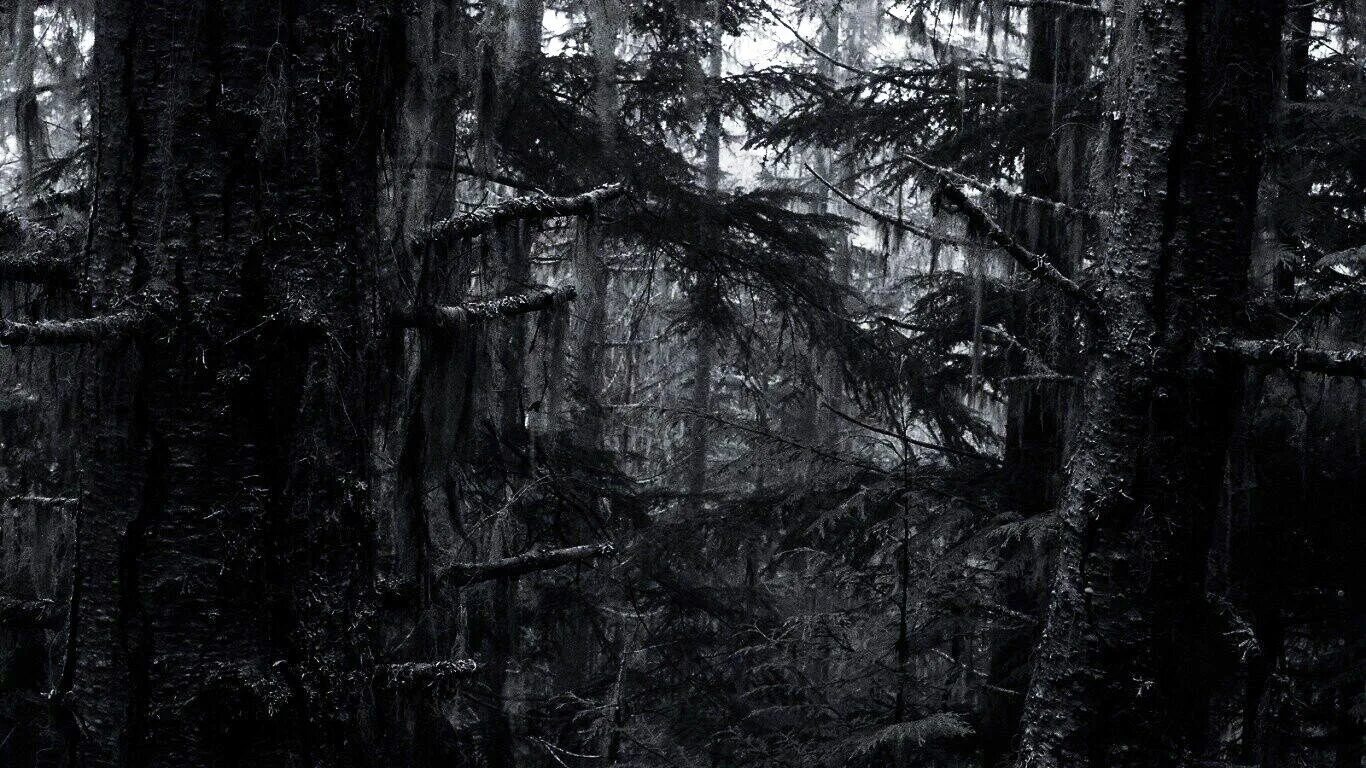 Самый черный лес. Темный лес. Запретный лес. Черно белый лес. Лес в черном стиле.