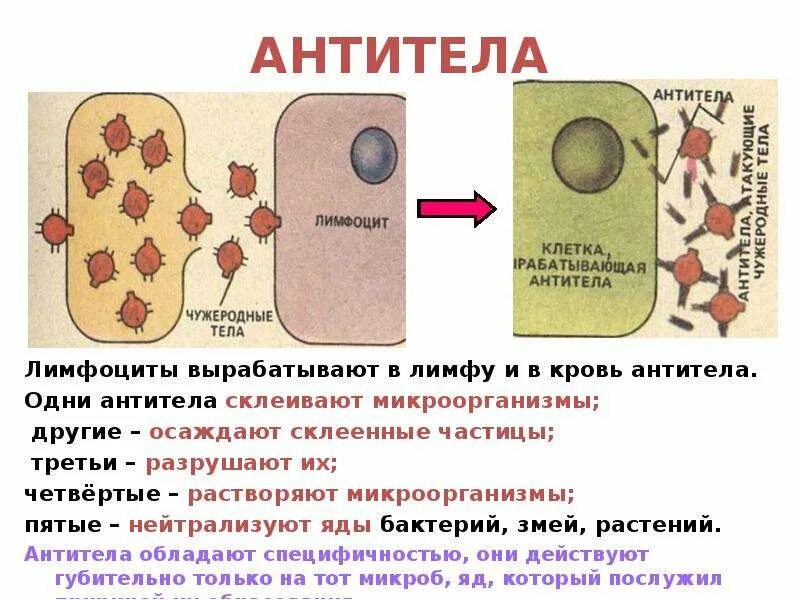 Выработка организмом антител. Клетки, вырабатывающие антитела. Антитела это. Образование антител в крови. Как формируются антитела.