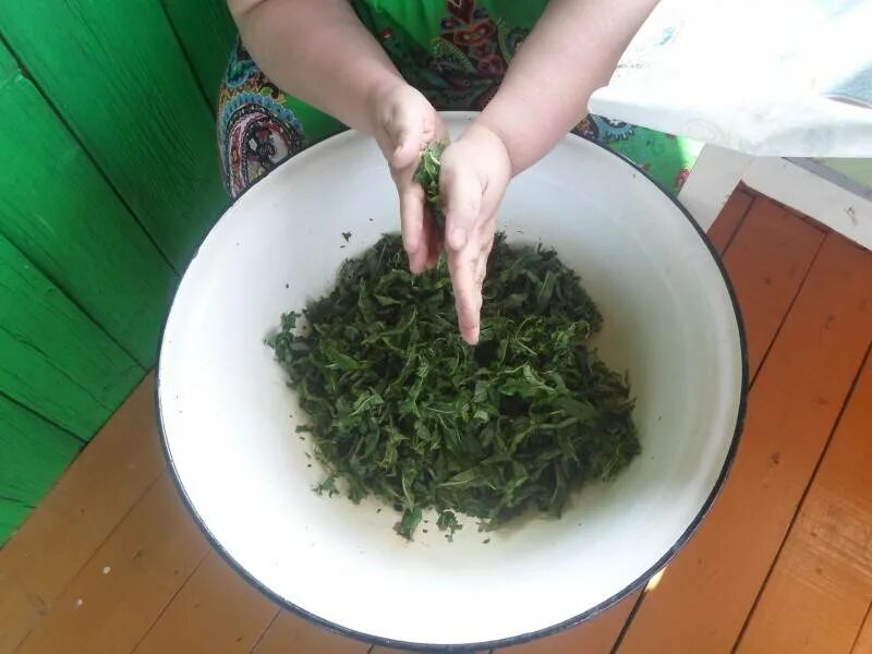 Листья смородины для чая когда лучше собирать. Ферментация смородины. ферментация листьев для чая.