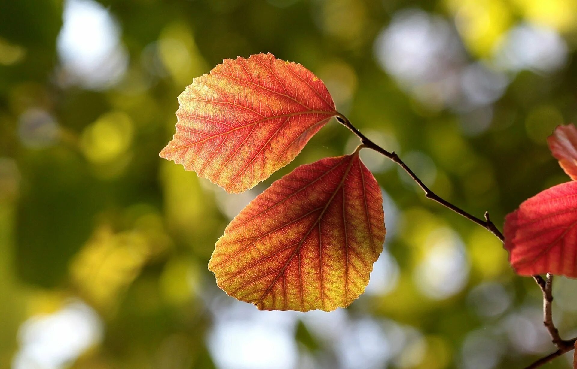 Листь. Листья ольхи осенью. Ольховый лист осенью. Листок дерева ольха. Осенний лист ольхи.