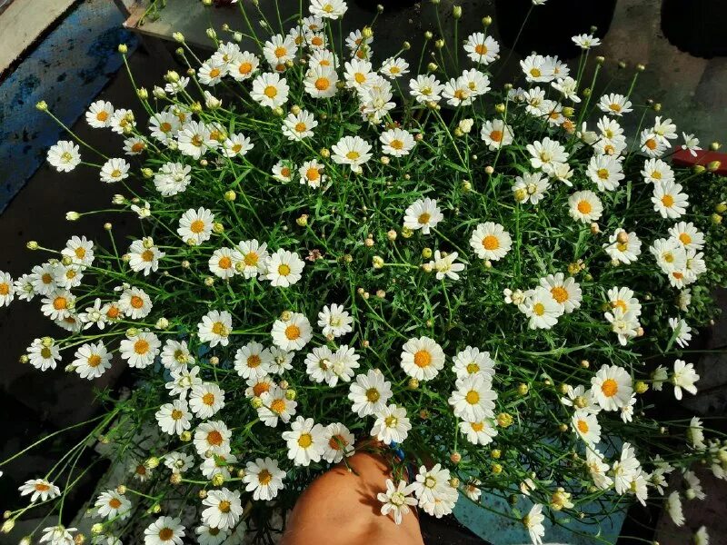 парижская ромашка аргирантемум. аргирантемум кустарниковый. аргирантемум фото и описание сорта. аргирантемум фото и описание сорта. аргирантемум многолетник.