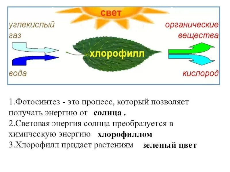 Из воздуха лист получает. Углекислый ГАЗ поступает в растения через. Углекислый ГАЗ поступает в растение из:. Углекислый ГАЗ для растений. Как углекислый ГАЗ поступает в листья.