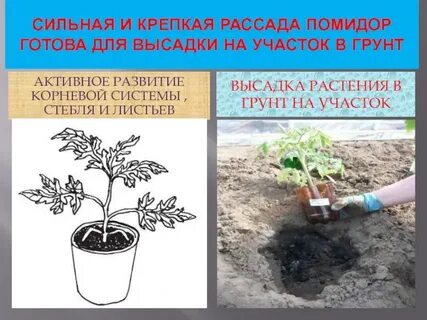 Какого возраста рассаду помидор высаживать в грунт