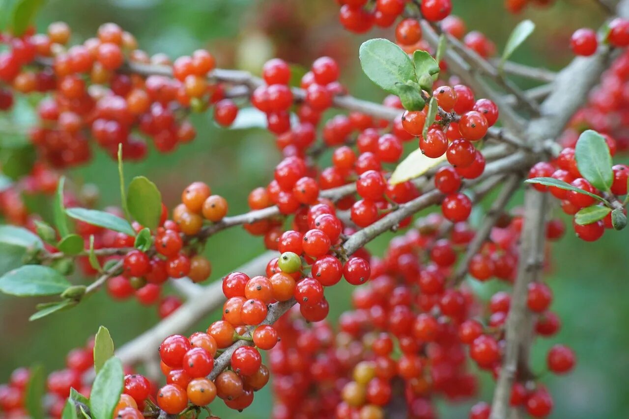 Кустарник берри с красными ягодами. Волчья ягода красная. Соцветия с красными ягодами. Нандина красная. Виды красных ягод.