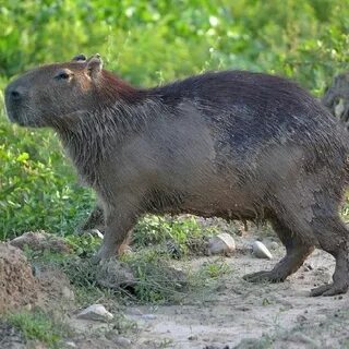 Самый крупный грызун сканворд 8