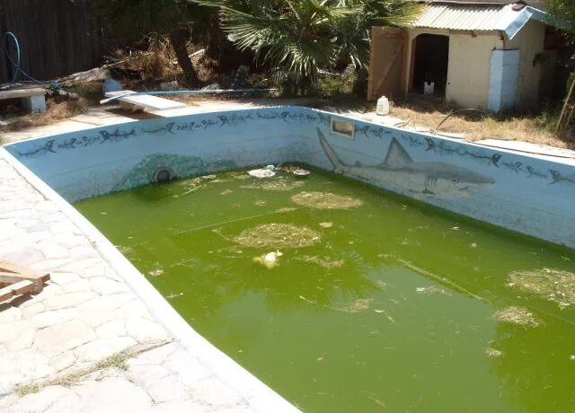 Dirty pool. Dirty pool игра. pools прохождение. dirty pool v1.1.