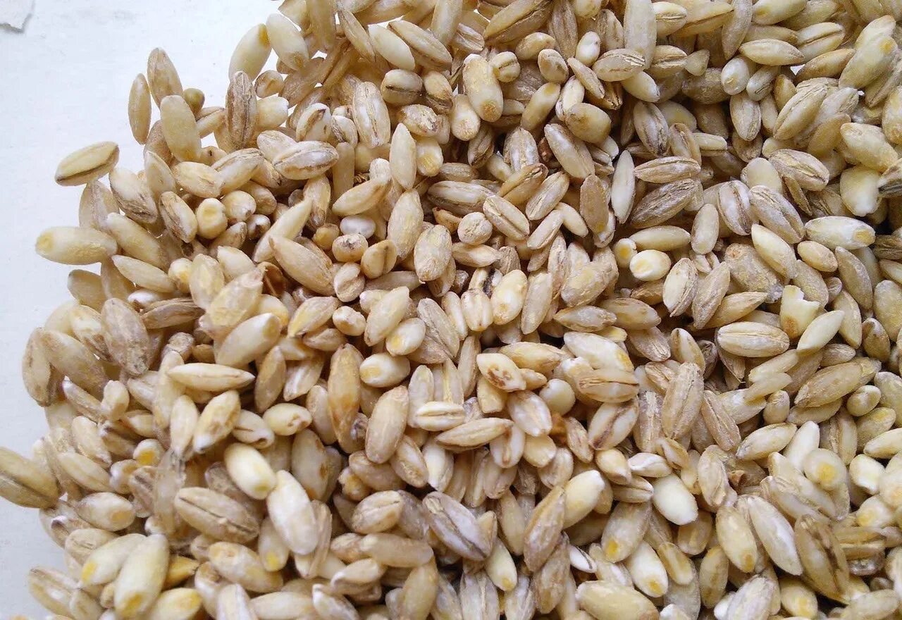 Перловка. Ячневая, перловая, геркулес. Крупа ячневая 25кг (амурская. Как выглядит перловка. Перловка вареная.