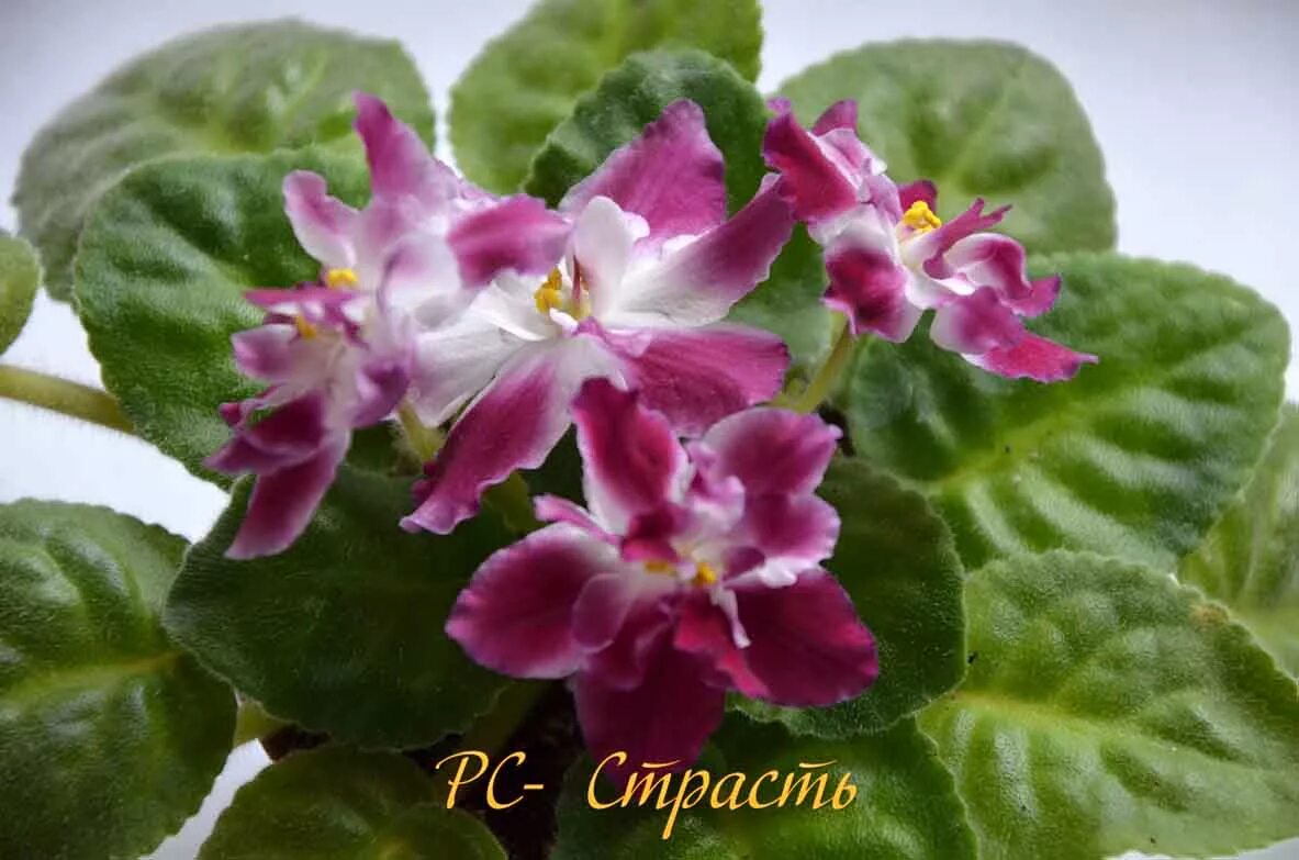 Фиалка восточная страсть. Фиалка страсть. Фиалка цыганская страсть. Фиалка страсть. Фиалка страсть.