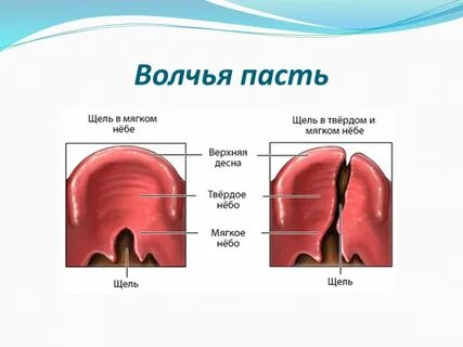 Падет что значит