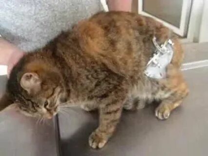Перелом бедра у кота