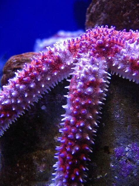 Фиолетовая морская звезда. Морская звезда фото. фиолетовые морские обитатели. лиловая морская звезда.
