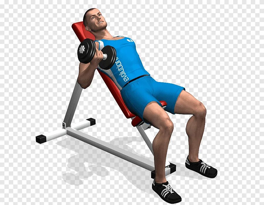 Dumbbell curls. Incline dumbbell curl. подъем гантелей на бицепс на наклонной скамье. сгибание рук с гантелями на наклонной скамье. сгибание рук с гантелями сидя на наклонной скамье.