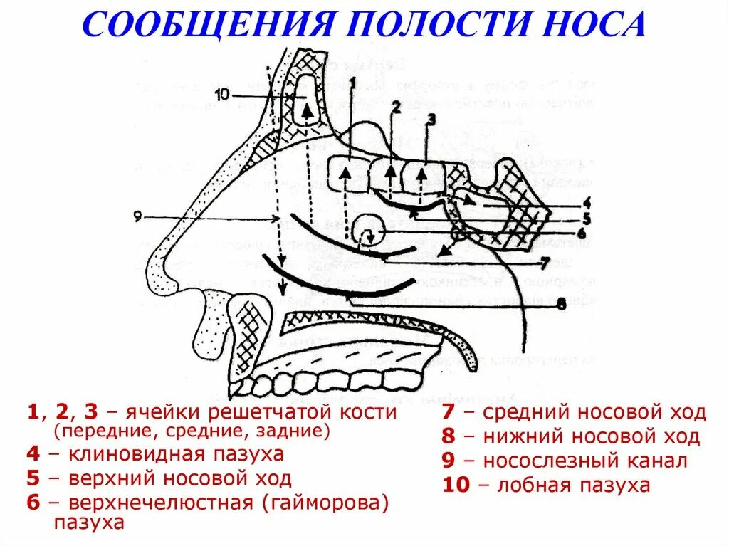 В верхний носовой ход открывается пазуха. Сообщение Нижнего носового хода. Сообщения носовой полости. Сообщение пазух с полостью носа.