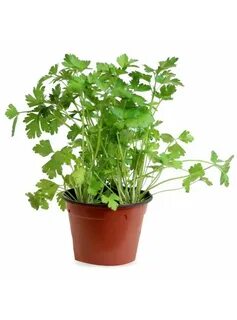 Planta одежда