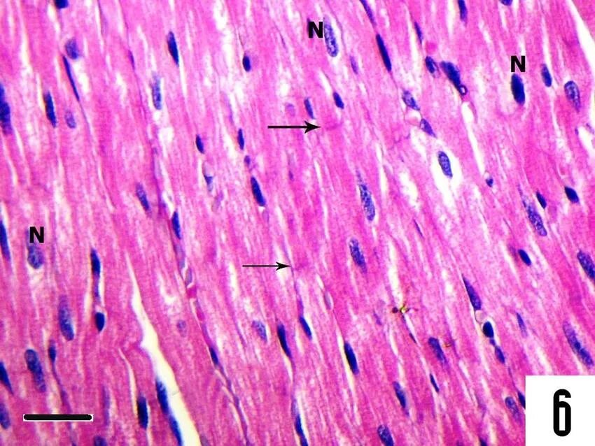 Гладкие мышцы многоядерные. Smooth muscle Tissue Histology. Cardiac muscle Histology. Smooth muscle Tissue Histology with Detection. Cardiac muscle in longitudinal Section.