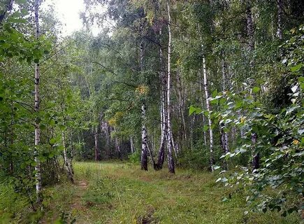 Далеко не гостеприимный лес