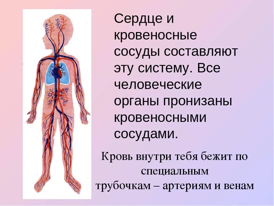 Как устроена кровеносная система 3 класс. Органы кровеносной системы человека 3 класс окружающий мир. кровеносная система человека кратко 4 класс. кровеносная система человека для детей. сердце икровиносные сосуду.