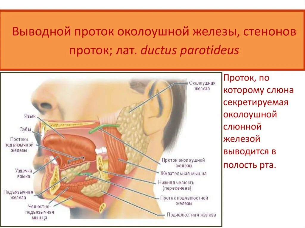 Куда открывается проток. Проток околоушной слюнной. выводные протоки околоушной железы. выводной проток щечной железы. выводной проток слюнных желез.