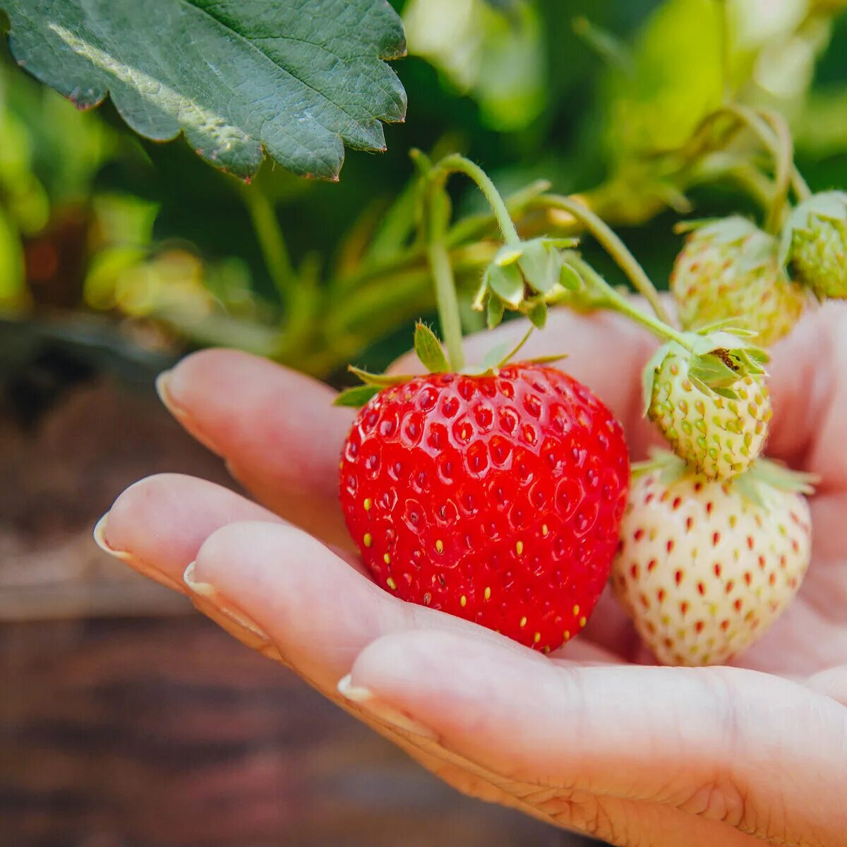 Клубника азия. Клубника делициан f1. Клубника ремонтантная темная. Земляника верона. Клубника honeoye.