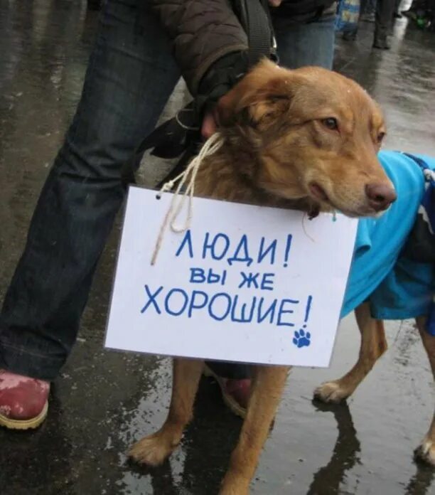 О защите животных от жестокого обращения. Защита животных от жестокого обращения. защита животных в россии. человек - защитник животных.