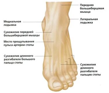 Косточка на ноге голеностопа