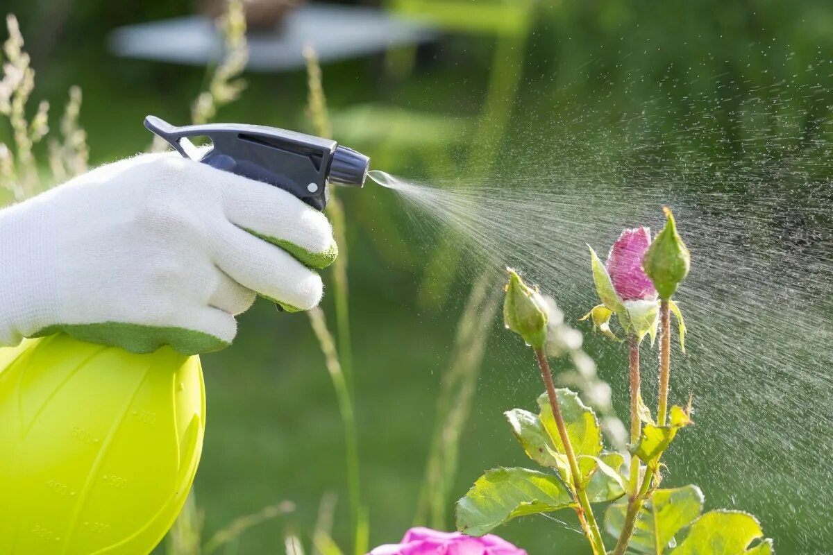 Опрыскивание растений. Защита сада от вредителей. Пульверизатор для растений. Защита растений от вредителей и болезней. Как ухаживать за розой в воде