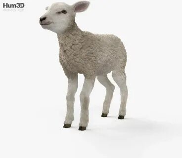 3 lambs