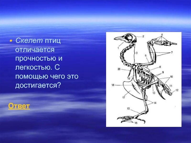 Скелет птицы. Скелет птицы легкий. Прочность скелета у птиц. Скелет птицы 7 класс.