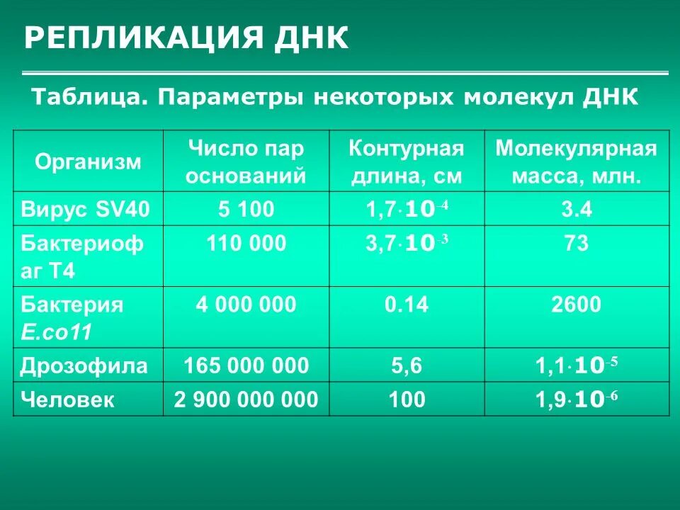 Диаметр молекулы днк. Молекулярная масса днк и рнк таблица. Масса молекулы днк человека. Параметры молекулы днк. Молекулярная масса днк и рнк.