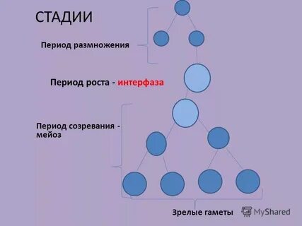 Два типа размножения в природе