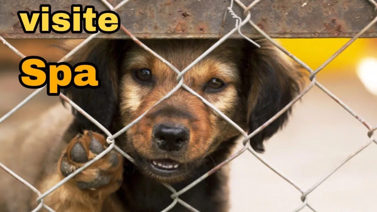 Animal shelter dogs. Animal shelter. shelter for animals. animal shelter картинки. lawton animal shelter.