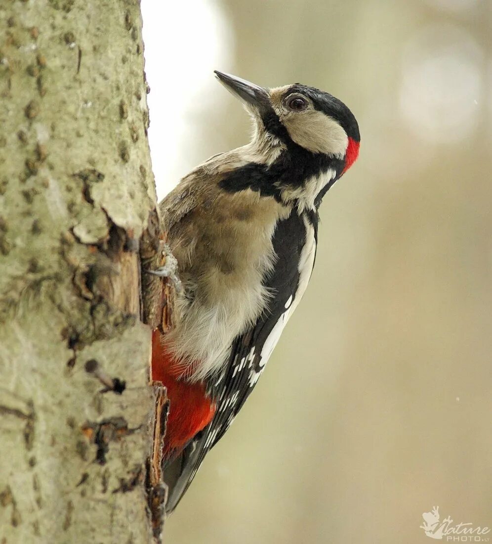 Птица санитар леса. Птица санитар леса. Почему дятла называют санитаром леса. Желтошапочный дятел. Белоспинный дятел брачный.