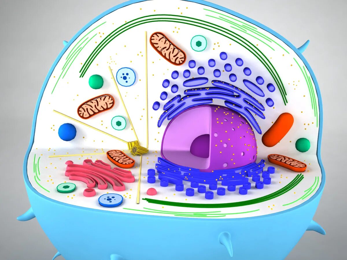 Клетка 5. Трехмерная модель клетки. Макет клетки. Объемная модель клетки. Модель клетки животного.