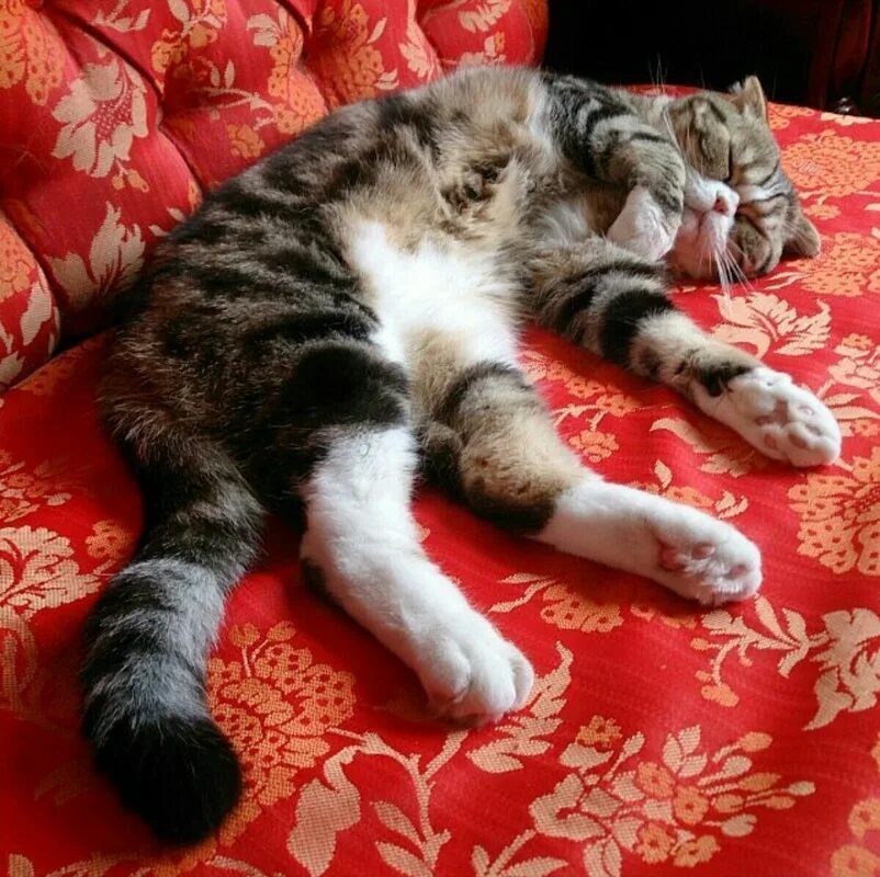 Комиксы про котов. Котик 18. У нас 18 котиков 18 собак. Котики по дешевке в москве. Кошки в неожиданных местах.