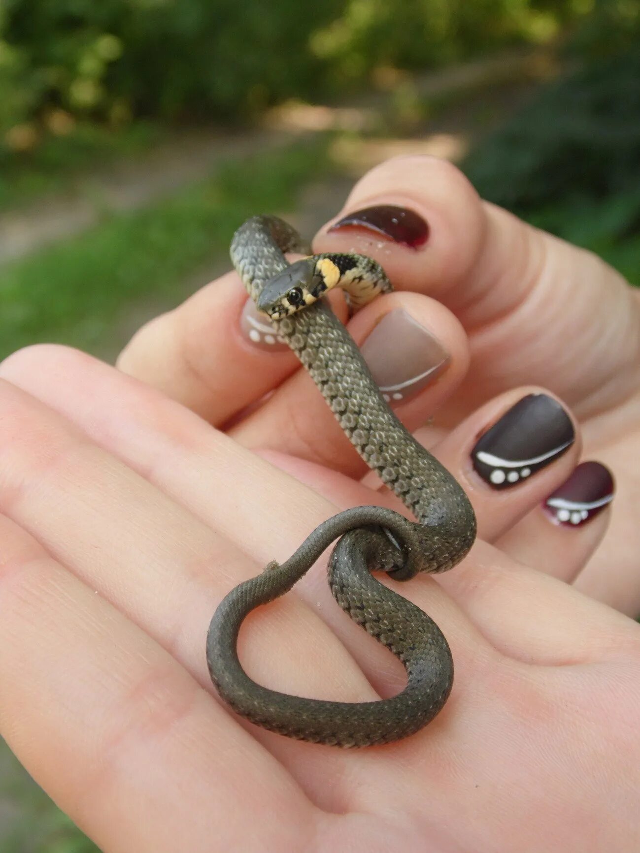 Me. snake cannot take it anymore! ✿ ⊱ ╮ Beautiful snakes, Snake, Reptiles