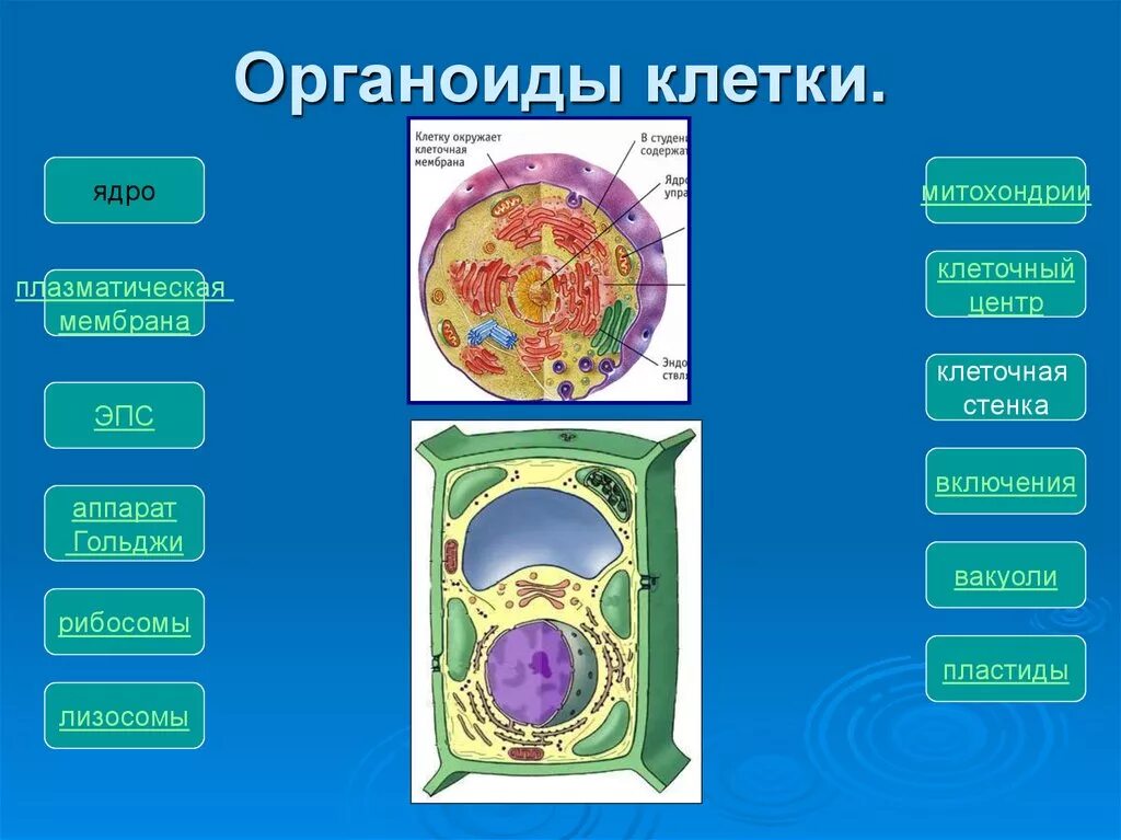 В любой клетке имеется. Органоиды ( части)клетки растения 6 класс биология. Клеточная стенка мембранный органоид или нет. Клеточные органоиды человека. Основные органоиды клетки человека.